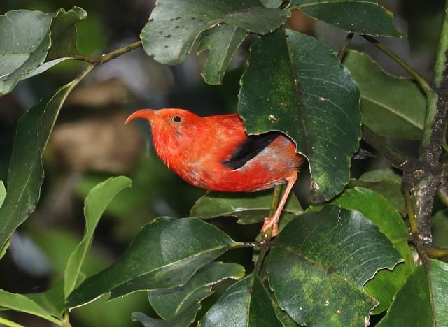 'I'iwi in Hakalau Forest National Wildlife Refuge, Hawaii